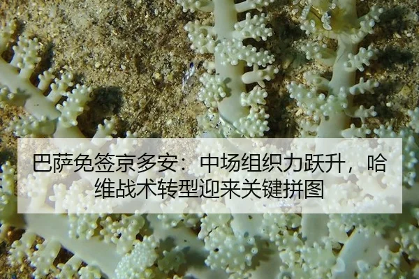 ba-sa-mian-qian-jing-duo-an-zhong-chang-zu-zhi-li-yue-sheng-ha-wei-zhan-shu-zhuan-xing-ying-lai-guan-jian-pin-tu-3-303.jpg